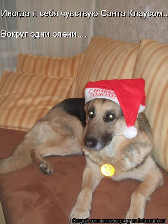 Вокруг одни олени.... Иногда я себя чувствую Санта Клаусом........ Котоматрица: Вокруг одни олени.... Иногда я себя чувствую Санта Клаусом.....