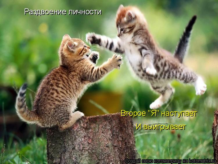 Раздвоение личности Второе "Я" наступает И выигрывает... Котоматрица: Раздвоение личности Второе "Я" наступает И выигрывает
