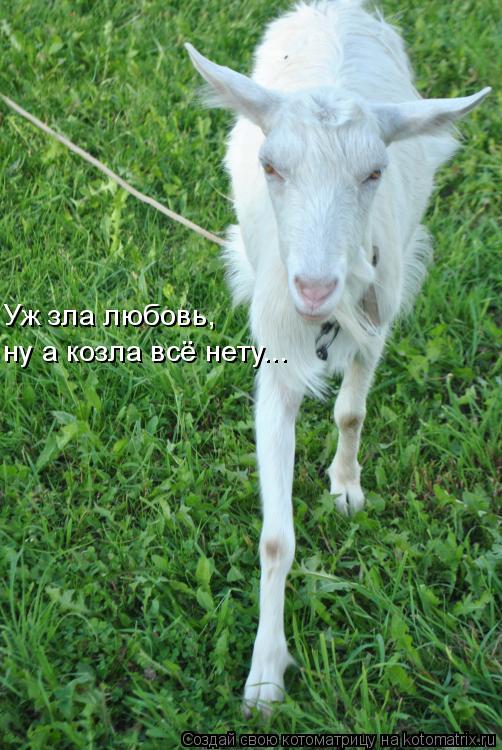 Уж зла любовь, ну а козла всё нету...... Котоматрица: Уж зла любовь, ну а козла всё нету...