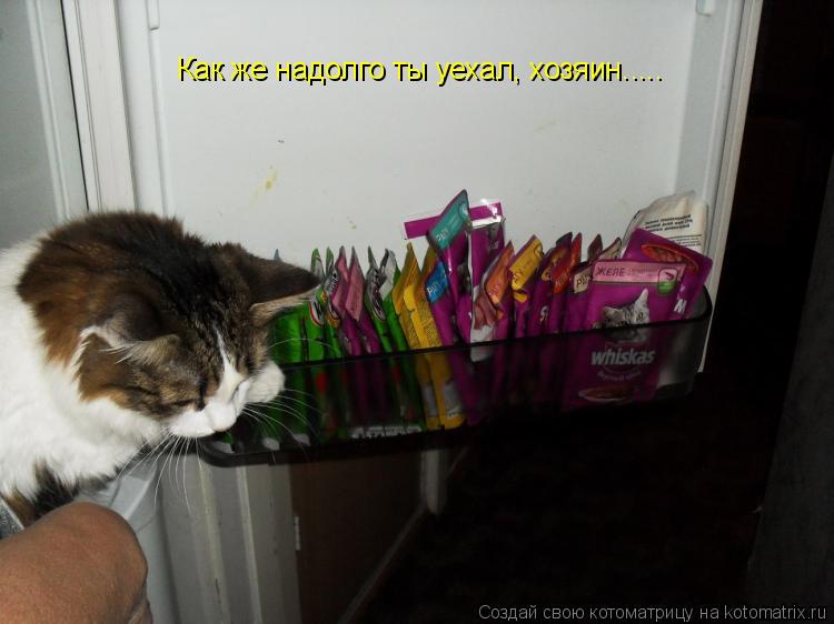 Как же надолго ты уехал, хозяин........ Котоматрица: Как же надолго ты уехал, хозяин.....