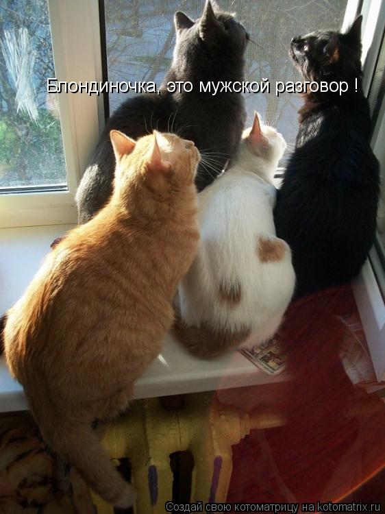 Блондиночка, это мужской разговор !... Котоматрица: Блондиночка, это мужской разговор !