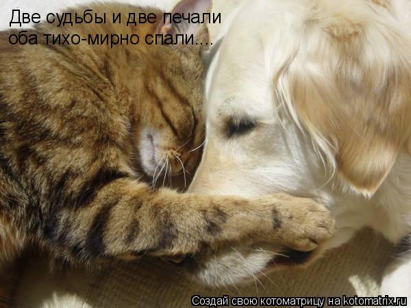 Две судьбы и две печали оба тихо-мирно спали....... Котоматрица: Две судьбы и две печали оба тихо-мирно спали....