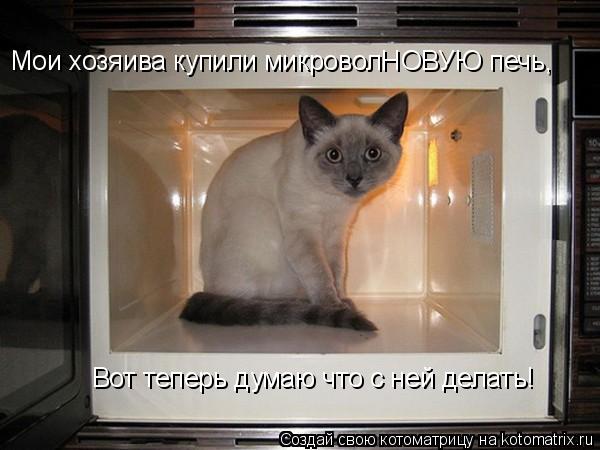 Мои хозяива купили микроволНОВУЮ печь, Вот теперь думаю что с ней делать!... Котоматрица: Мои хозяива купили микроволНОВУЮ печь, Вот теперь думаю что с ней делать!