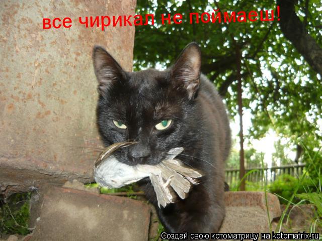 все чирикал не поймаеш!... Котоматрица: все чирикал не поймаеш!