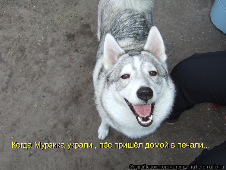 Когда Мурзика украли , пёс пришёл домой в печали...... Котоматрица: Когда Мурзика украли , пёс пришёл домой в печали...