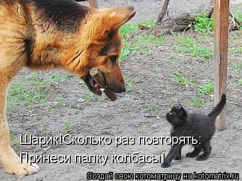 Шарик!Сколько раз повторять: Принеси палку колбасы!... Котоматрица: Шарик!Сколько раз повторять: Принеси палку колбасы!