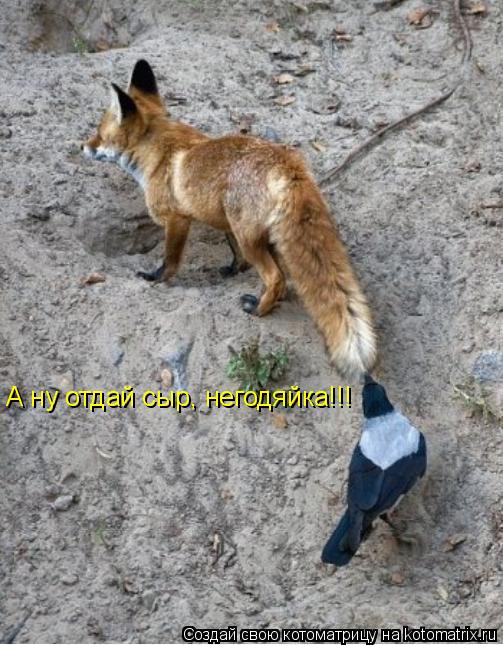 А ну отдай сыр, негодяйка!!!... Котоматрица: А ну отдай сыр, негодяйка!!!