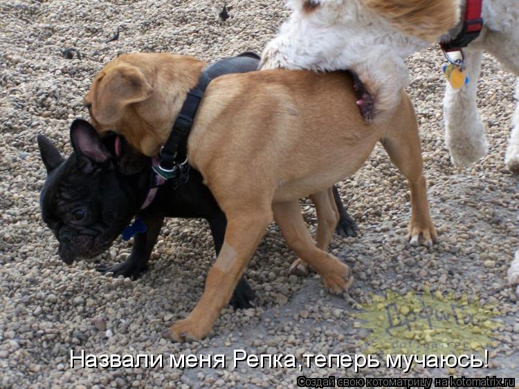 Назвали меня Репка,теперь мучаюсь!... Котоматрица: Назвали меня Репка,теперь мучаюсь!