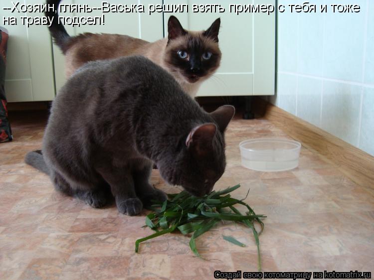 --Хозяин,глянь--Васька решил взять пример с тебя и тоже на траву подсел!... Котоматрица: --Хозяин,глянь--Васька решил взять пример с тебя и тоже на траву подсел!
