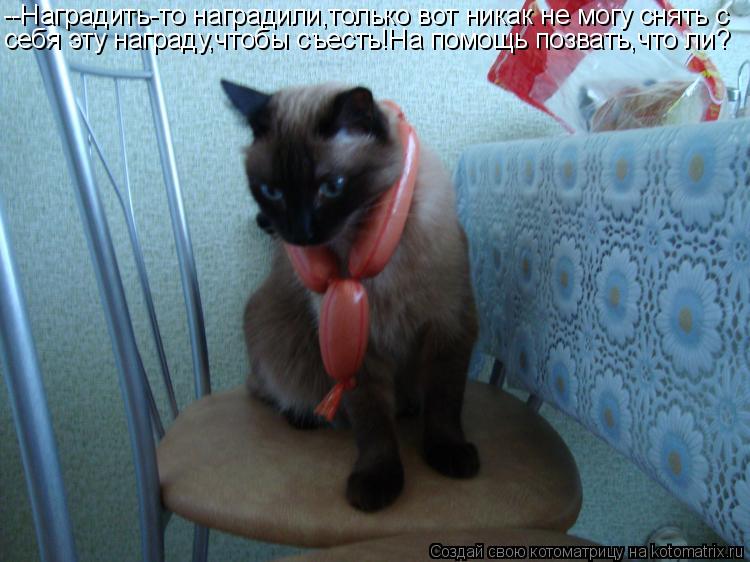 --Наградить-то наградили,только вот никак не могу снять с себя эту награду,чтобы съесть!На помощь поз... Котоматрица: --Наградить-то наградили,только вот никак не могу снять с себя эту награду,чтобы съесть!На помощь позвать,что ли?