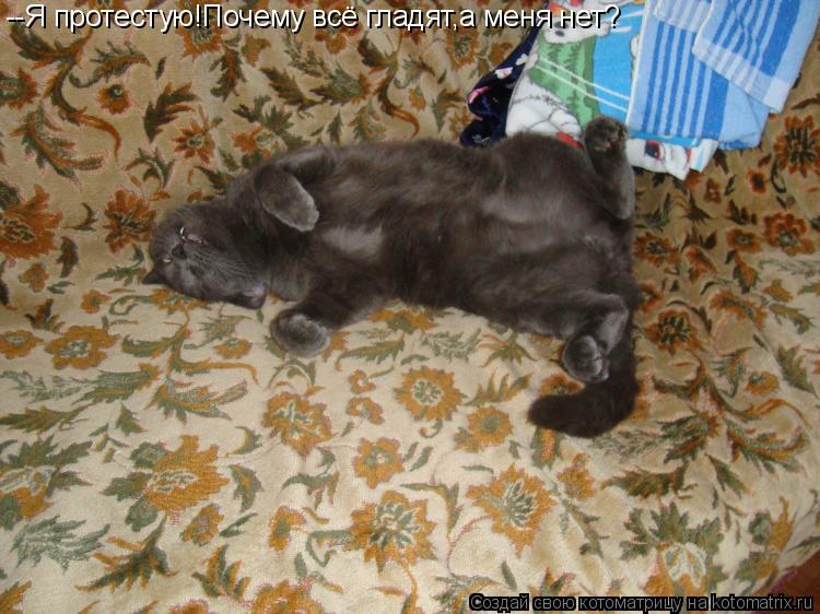 --Я протестую!Почему всё гладят,а меня нет?... Котоматрица: --Я протестую!Почему всё гладят,а меня нет?