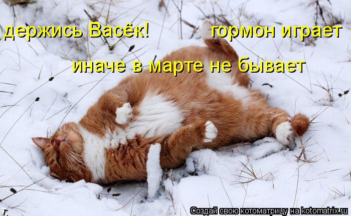 иначе в марте не бывает держись Васёк! гормон играет... Котоматрица: иначе в марте не бывает держись Васёк! гормон играет