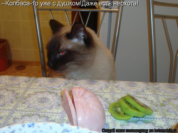 --Колбаса-то уже с душком!Даже есть неохота!... Котоматрица: --Колбаса-то уже с душком!Даже есть неохота!