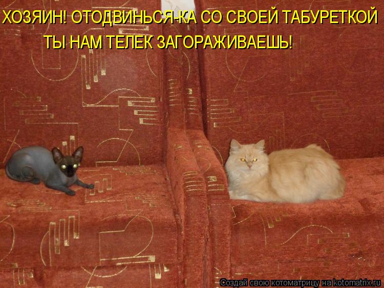 ХОЗЯИН! ОТОДВИНЬСЯ-КА СО СВОЕЙ ТАБУРЕТКОЙ ТЫ НАМ ТЕЛЕК ЗАГОРАЖИВАЕШЬ!... Котоматрица: ХОЗЯИН! ОТОДВИНЬСЯ-КА СО СВОЕЙ ТАБУРЕТКОЙ ТЫ НАМ ТЕЛЕК ЗАГОРАЖИВАЕШЬ!