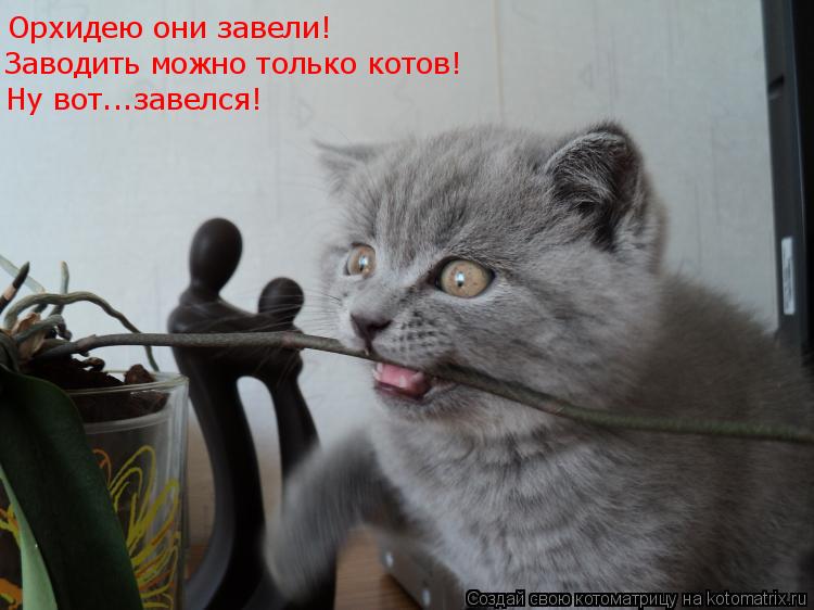 Орхидею они завели! Заводить можно только котов! Ну вот...завелся!... Котоматрица: Орхидею они завели! Заводить можно только котов! Ну вот...завелся!