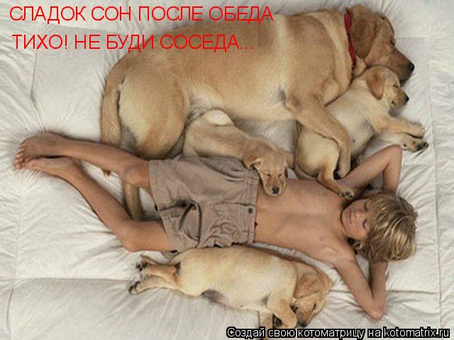 Котоматрица: СЛАДОК СОН ПОСЛЕ ОБЕДА ТИХО! НЕ БУДИ СОСЕДА...