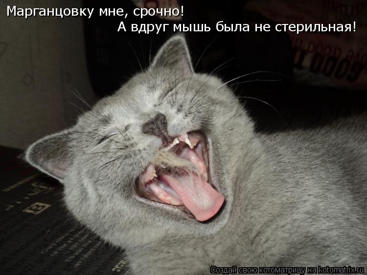Марганцовку мне, срочно! А вдруг мышь была не стерильная!... Котоматрица: Марганцовку мне, срочно! А вдруг мышь была не стерильная!