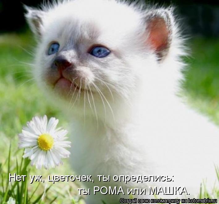 Нет уж, цветочек, ты определись: ты РОМА или МАШКА.... Котоматрица: Нет уж, цветочек, ты определись: ты РОМА или МАШКА.