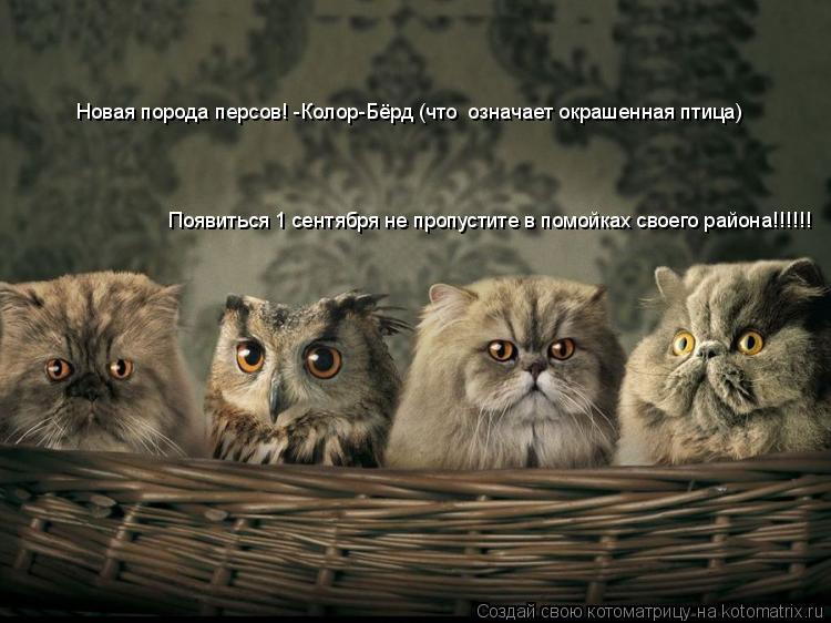Новая порода персов! -Колор-Бёрд (что означает окрашенная птица) Появиться 1 сентября не пропустите ... Котоматрица: Новая порода персов! -Колор-Бёрд (что означает окрашенная птица) Появиться 1 сентября не пропустите в помойках своего района!!!!!!