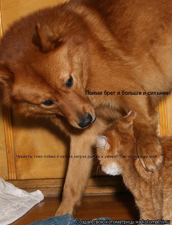 Пойми брат я больше и сильнее! Чувак ты тоже пойми я наглее,хитрее,рыжее,и умнее!!!Так что молоко моё... Котоматрица: Пойми брат я больше и сильнее! Чувак ты тоже пойми я наглее,хитрее,рыжее,и умнее!!!Так что молоко моё!