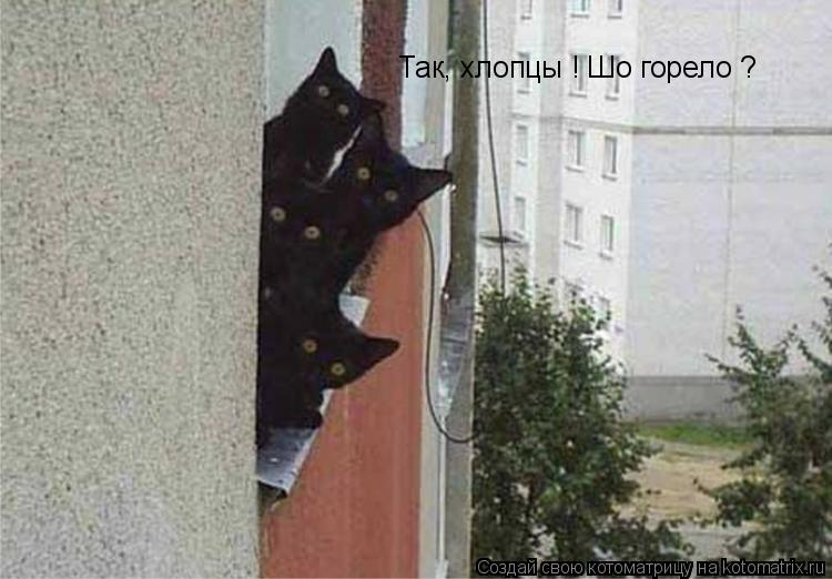 Котоматрица: Так, хлопцы ! Шо горело ?