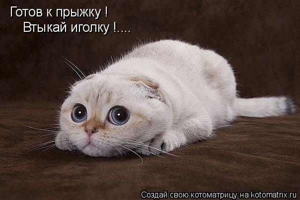 Готов к прыжку ! Втыкай иголку !....... Котоматрица: Готов к прыжку ! Втыкай иголку !....