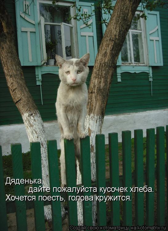 Дяденька, дайте пожалуйста кусочек хлеба. Хочется поесть, голова кружится.... Котоматрица: Дяденька, дайте пожалуйста кусочек хлеба. Хочется поесть, голова кружится.