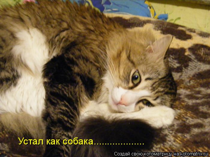 Устал как собака...................... Котоматрица: Устал как собака...................