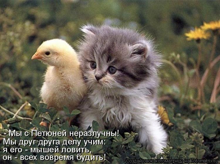 он - всех вовремя будить! Мы друг друга делу учим: - Мы с Петюней неразлучны! я его - мышей ловить,... Котоматрица: он - всех вовремя будить! Мы друг друга делу учим: - Мы с Петюней неразлучны! я его - мышей ловить,