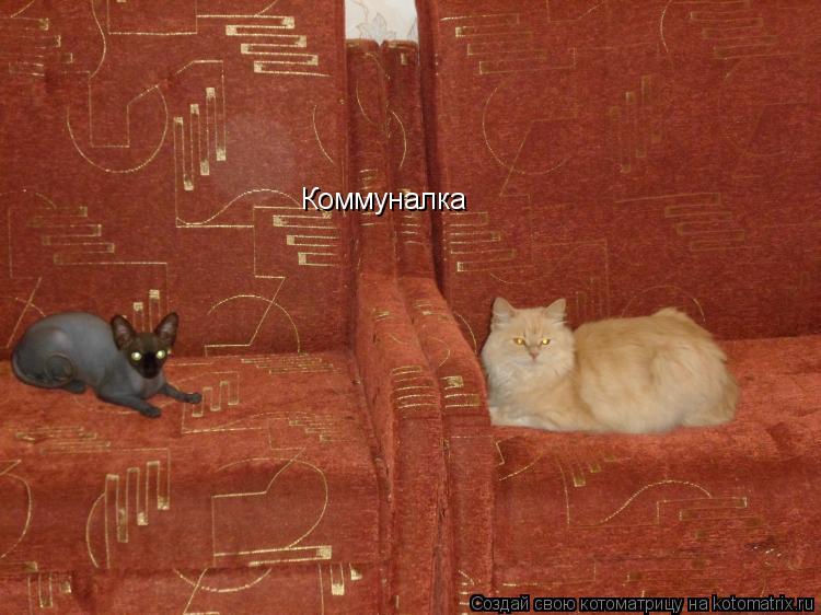 Коммуналка... Котоматрица: Коммуналка