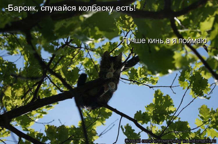 Котоматрица: -Барсик, спукайся колбаску есть! -Лучше кинь,а я поймаю