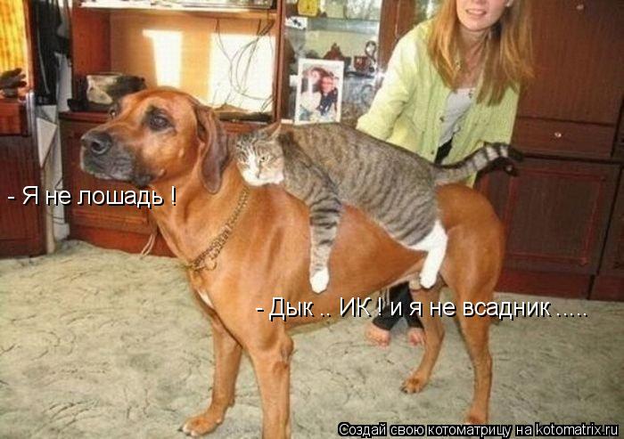 Котоматрица: - Я не лошадь ! - Дык .. ИК ! и я не всадник .....