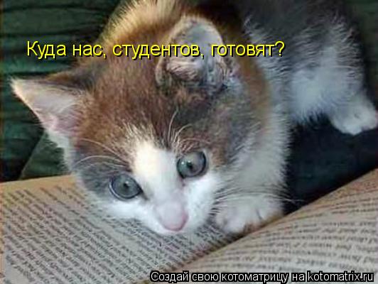 Котоматрица: Куда нас, студентов, готовят?