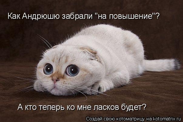 Котоматрица: А кто теперь ко мне ласков будет? Как Андрюшю забрали "на повышение"?