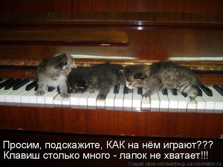 Просим, подскажите, КАК на нём играют??? Клавиш столько много - лапок не хватает!!!... Котоматрица: Просим, подскажите, КАК на нём играют??? Клавиш столько много - лапок не хватает!!!