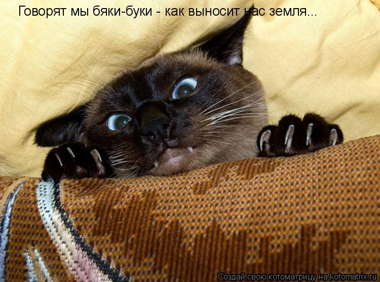 Говорят мы бяки-буки - как выносит нас земля...... Котоматрица: Говорят мы бяки-буки - как выносит нас земля...