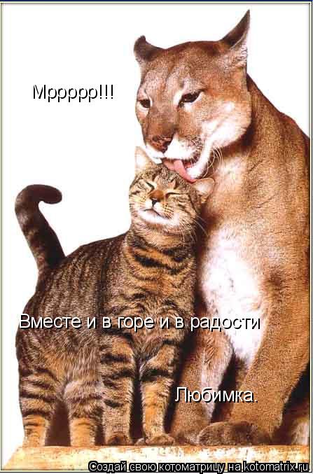 Мррррр!!! Вместе и в горе и в радости Любимка.... Котоматрица: Мррррр!!! Вместе и в горе и в радости Любимка.