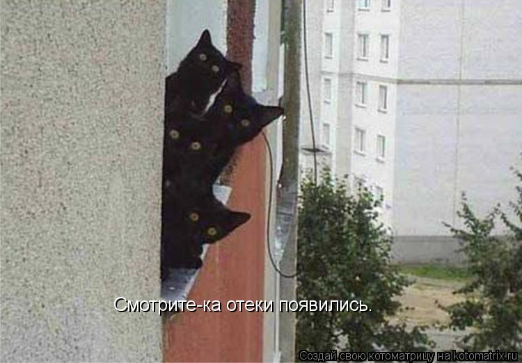 Смотрите-ка отеки появились.... Котоматрица: Смотрите-ка отеки появились.