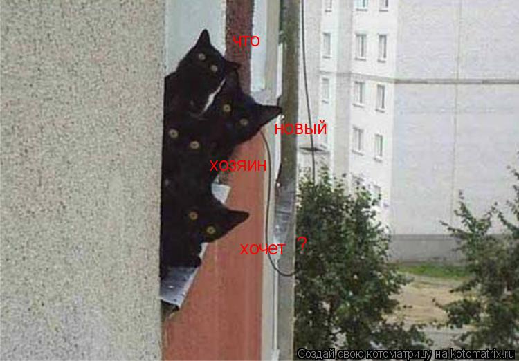 что новый хозяин хочет ?... Котоматрица: что новый хозяин хочет ?
