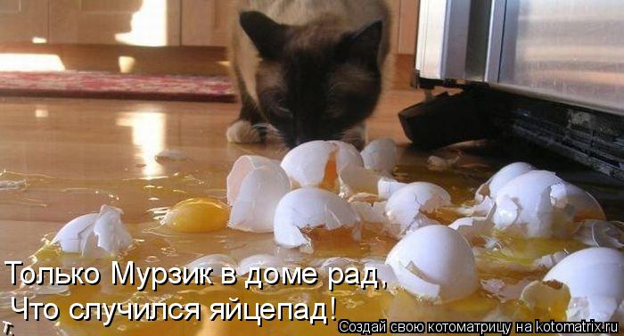 Только Мурзик в доме рад, Что случился яйцепад!... Котоматрица: Только Мурзик в доме рад, Что случился яйцепад!