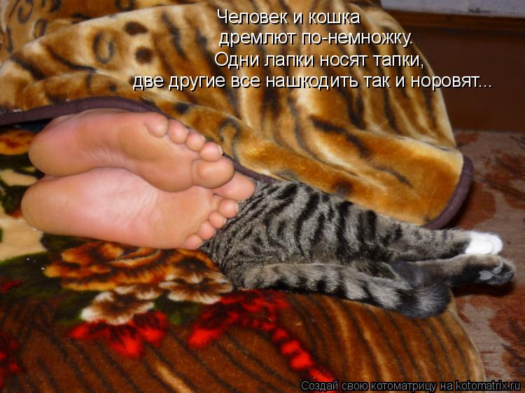 Человек и кошка дремлют по-немножку. Одни лапки носят тапки, две другие все нашкодить так и норовят..... Котоматрица: Человек и кошка дремлют по-немножку. Одни лапки носят тапки, две другие все нашкодить так и норовят...