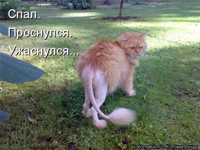 Ужаснулся... Спал. Проснулся.... Котоматрица: Ужаснулся... Спал. Проснулся.