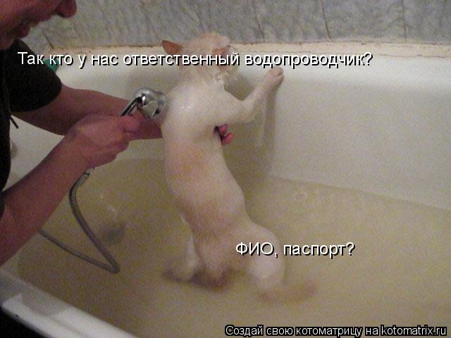 Так кто у нас ответственный водопроводчик? ФИО, паспорт?... Котоматрица: Так кто у нас ответственный водопроводчик? ФИО, паспорт?