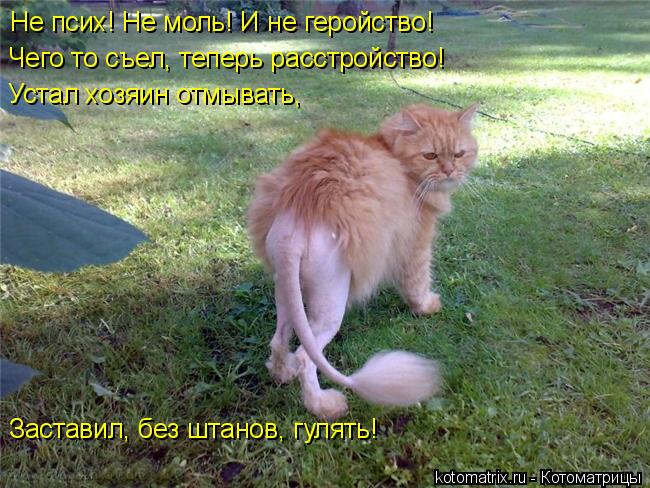 Не псих! Не моль! И не геройство! Чего то съел, теперь расстройство! Устал хозяин отмывать, Заставил... Котоматрица: Не псих! Не моль! И не геройство! Чего то съел, теперь расстройство! Устал хозяин отмывать, Заставил, без штанов, гулять!