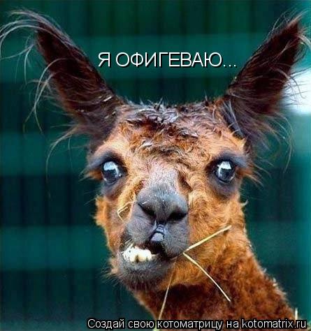 Я ОФИГЕВАЮ...... Котоматрица: Я ОФИГЕВАЮ...
