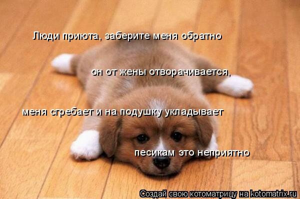 Люди приюта, заберите меня обратно он от жены отворачивается, меня сгребает и на подушку укладывает п... Котоматрица: Люди приюта, заберите меня обратно он от жены отворачивается, меня сгребает и на подушку укладывает песикам это неприятно
