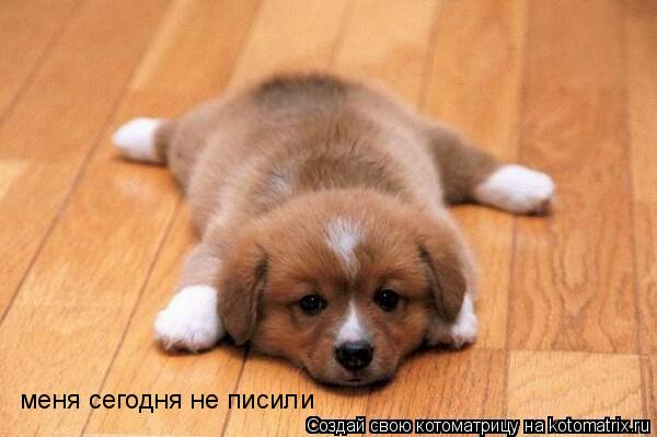 Котоматрица: меня сегодня не писили