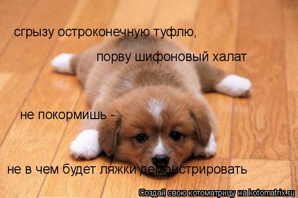 Котоматрица: сгрызу остроконечную туфлю, порву шифоновый халат не покормишь -  не в чем будет ляжки демонстрировать
