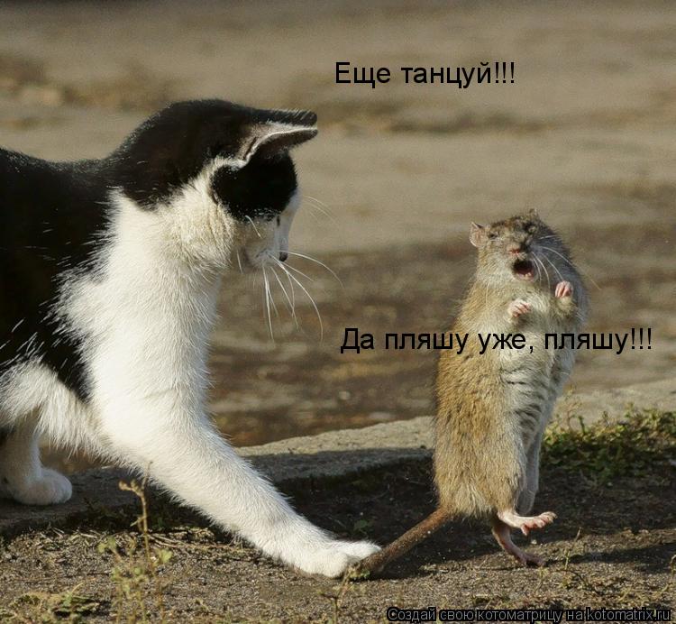 Котоматрица: Еще танцуй!!! Да пляшу уже, пляшу!!!