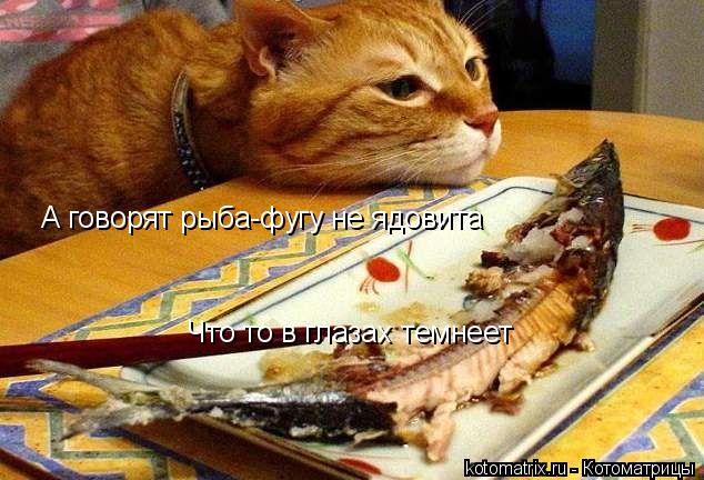 Котоматрица: А говорят рыба-фугу не ядовита Что то в глазах темнеет